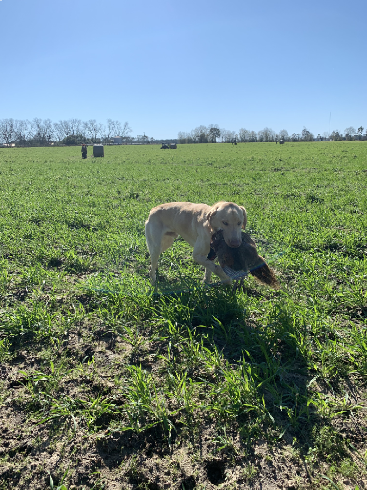 SOUTHERN PINE KENNELS Client Gallery