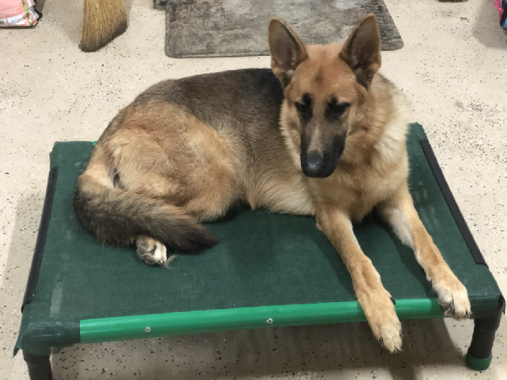 SOUTHERN PINE KENNELS Client Gallery