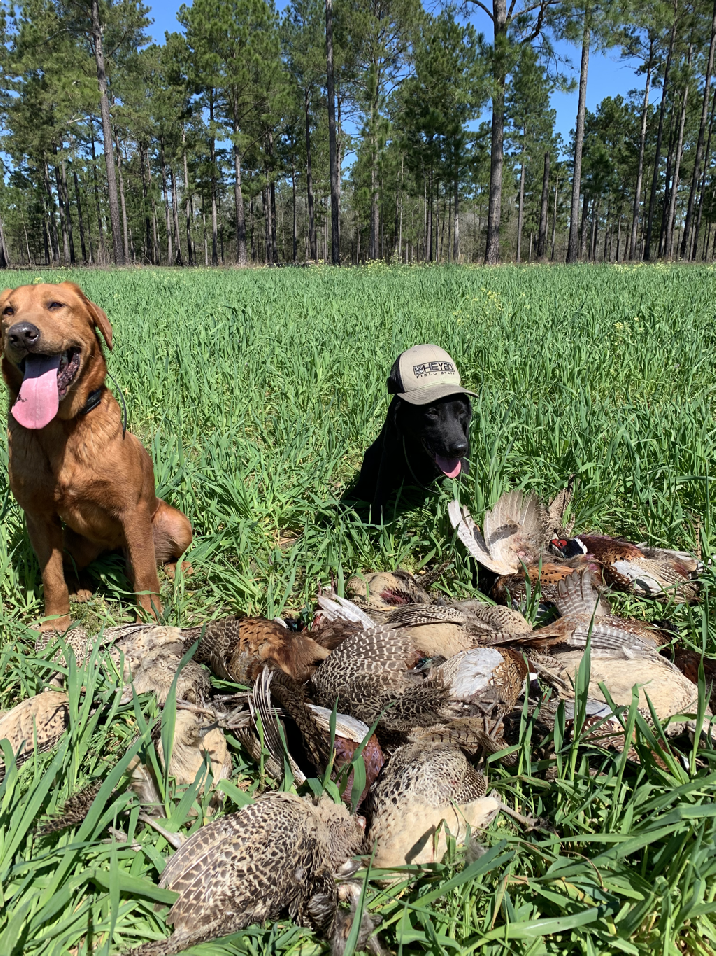 SOUTHERN PINE KENNELS Client Gallery