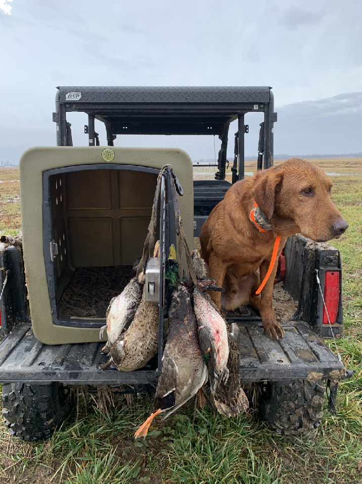 SOUTHERN PINE KENNELS Client Gallery