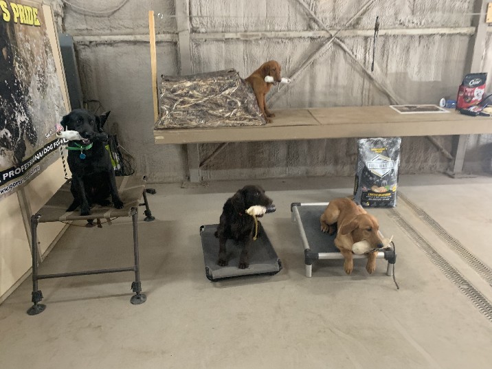 SOUTHERN PINE KENNELS Indoor Kennel
