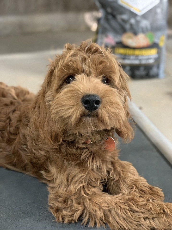 SOUTHERN PINE KENNELS Indoor Kennel